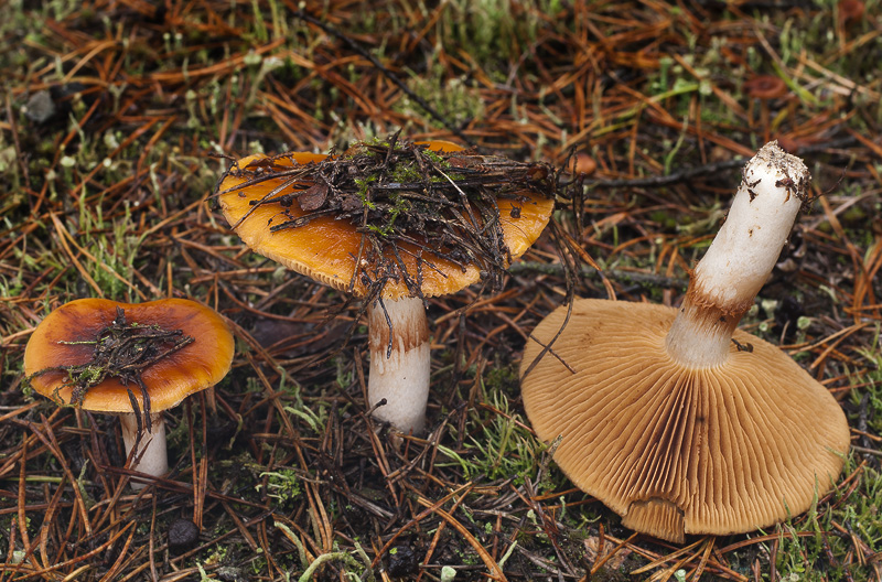 Cortinarius mucosus